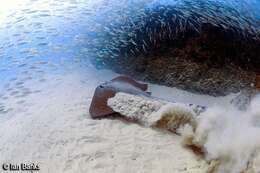 Image of Broad cowtail ray