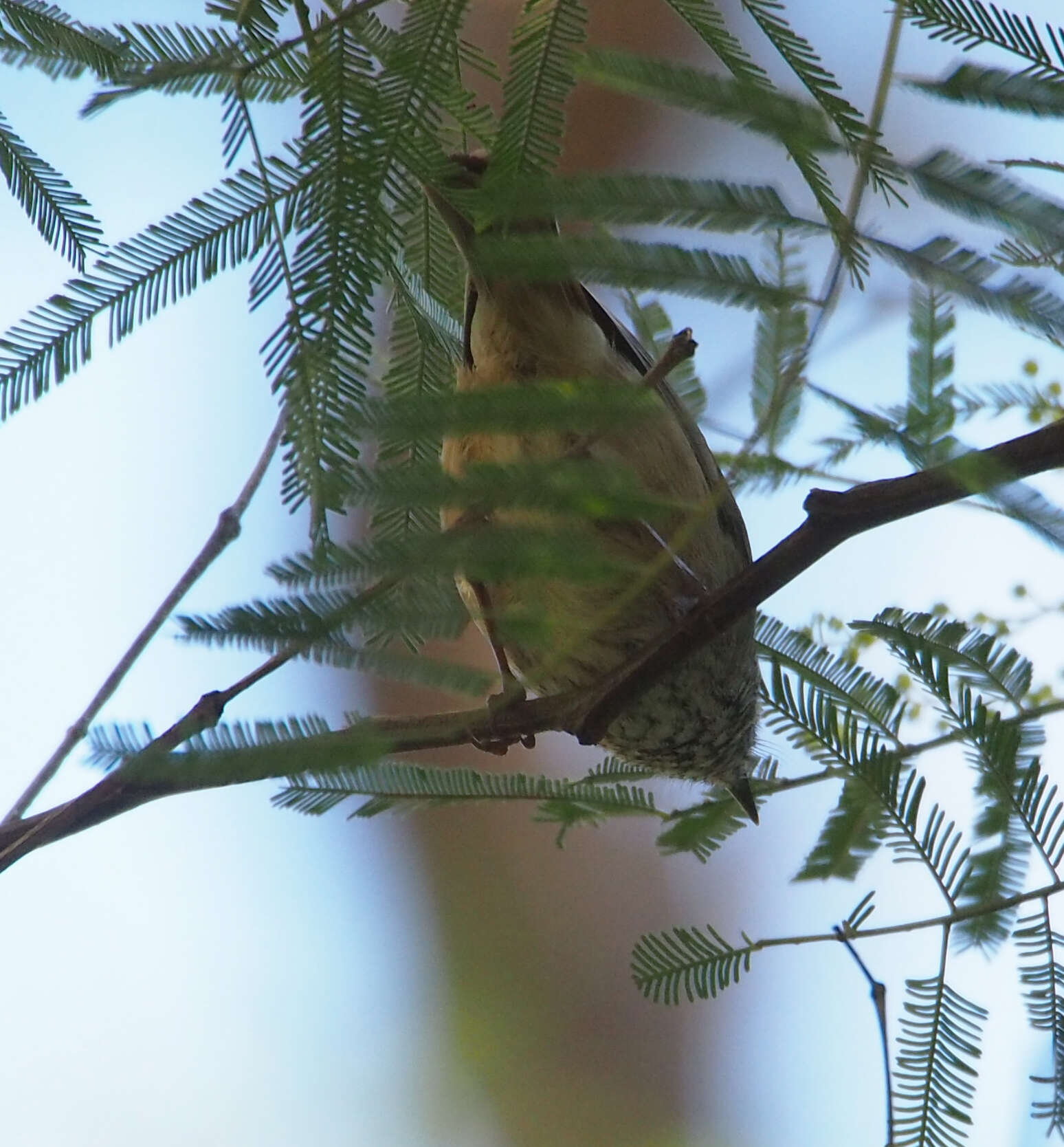 Image of Brown Thornbill