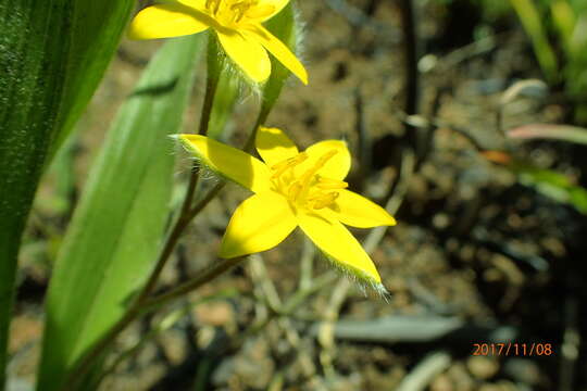 Image of Hypoxis argentea var. sericea (Baker) Baker