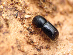 Image of Bark beetle