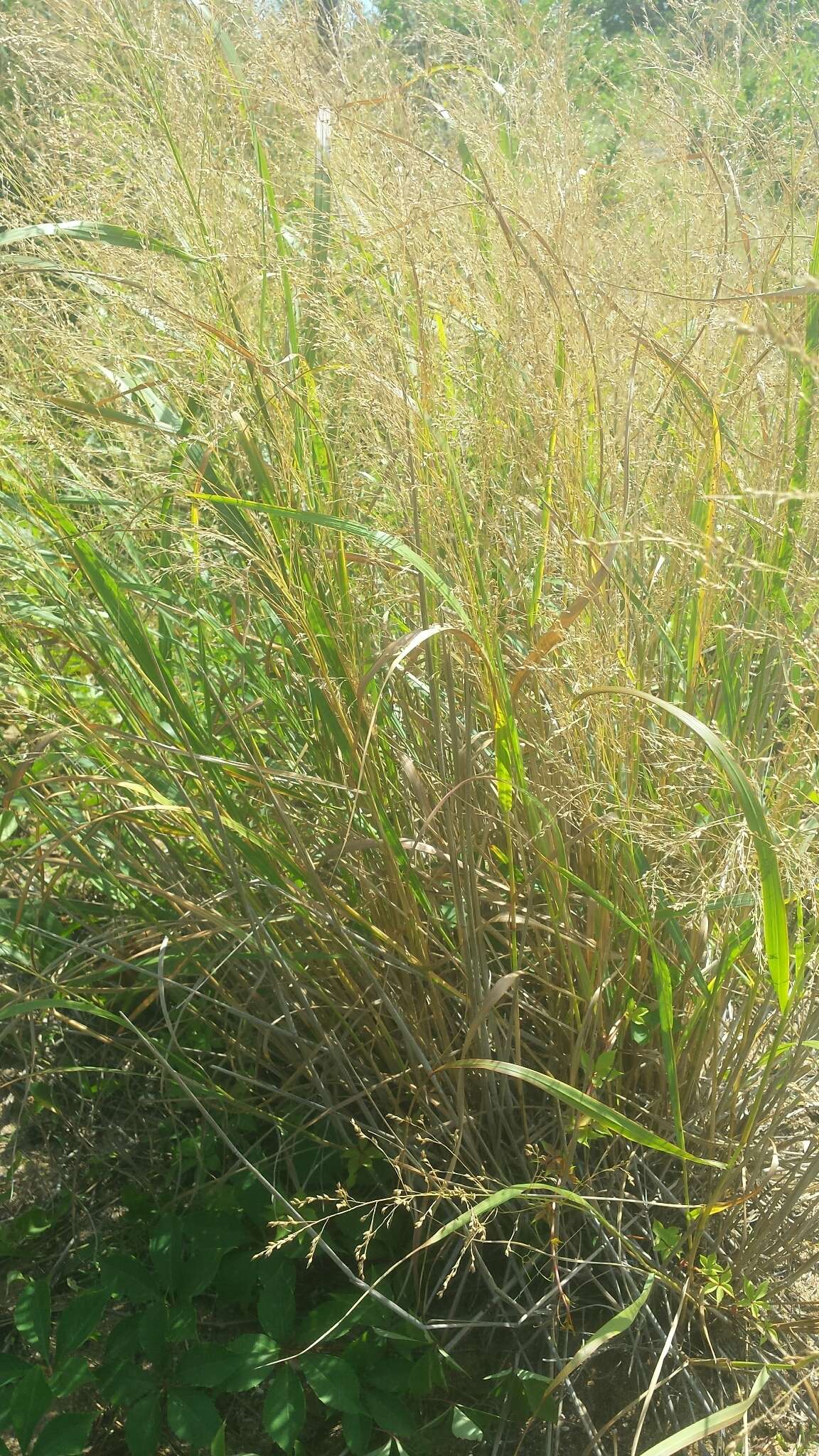 Image of switchgrass
