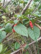 Imagem de Fuchsia splendens Zucc.