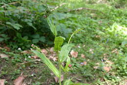 Image of Green Hound's-tongue