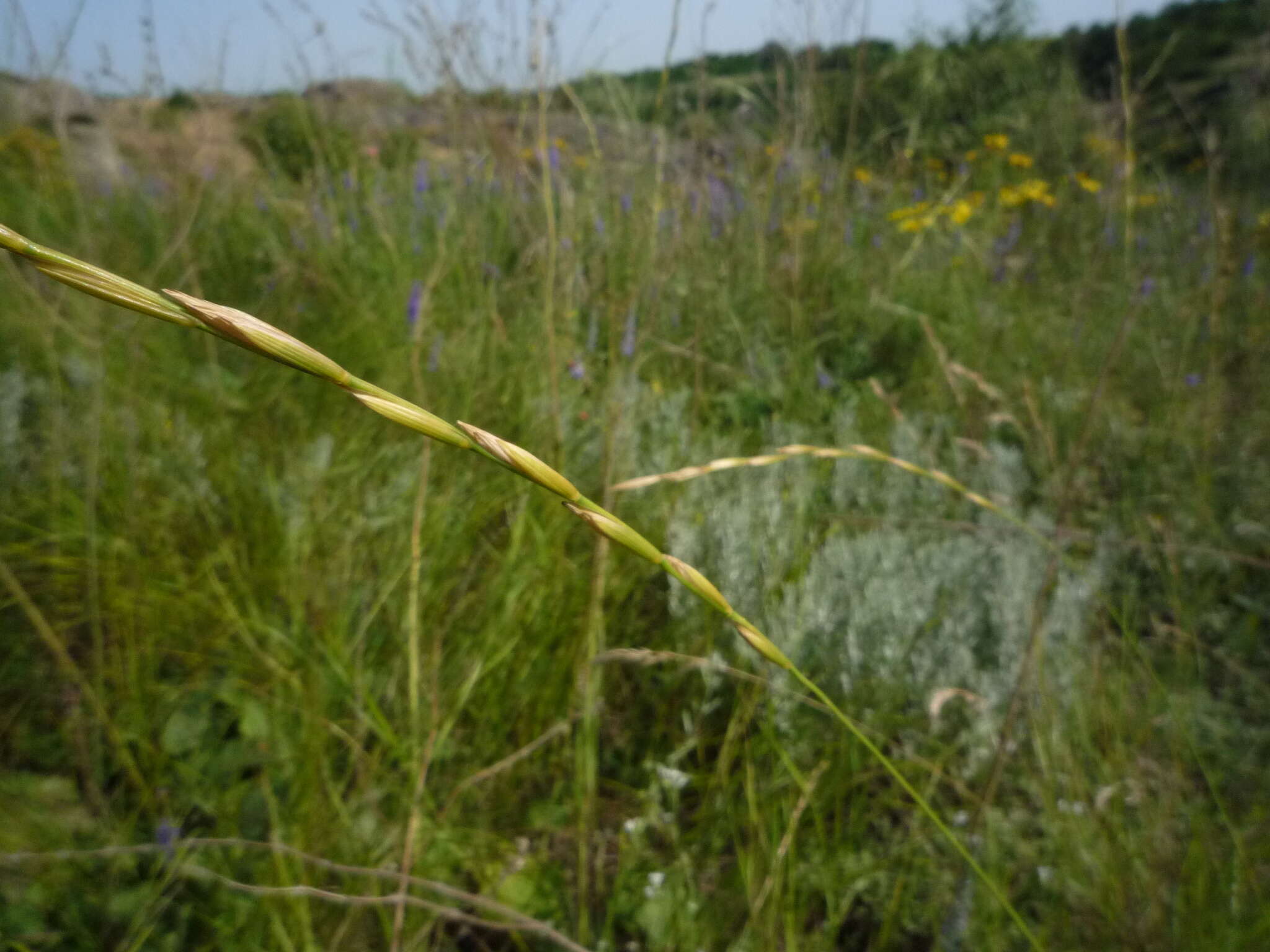 Imagem de Elymus stipifolius (Trautv.) Melderis