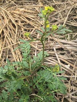 Image of creeping yellowcress