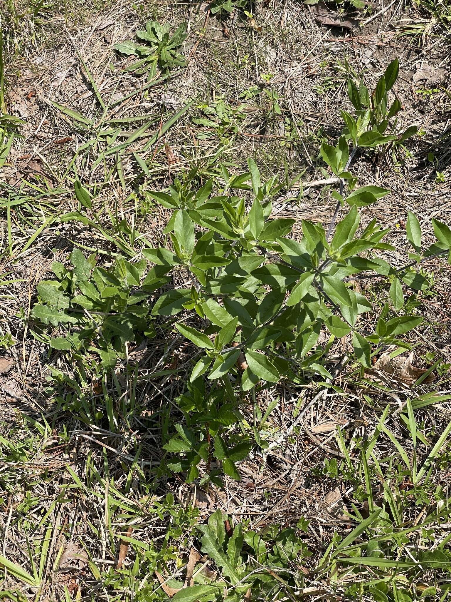 Image of <i>Pediomelum piedmontanum</i>