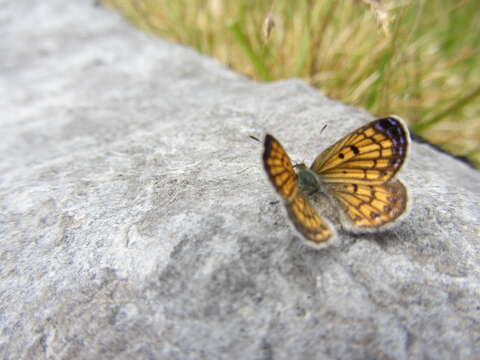 Image of Lycaena salustius (Fabricius 1793)