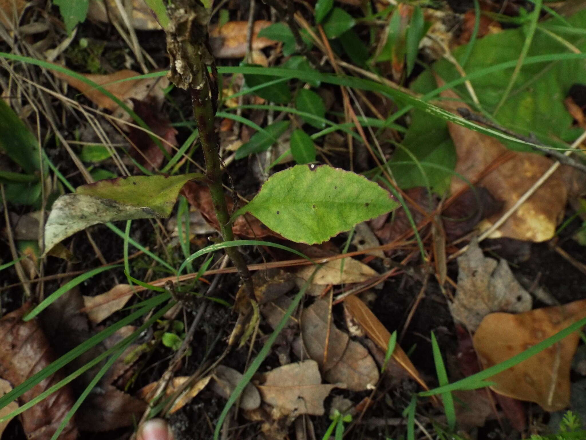 Image of Long-Leaf Lobelia