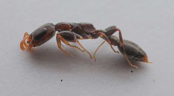 Imagem de Pseudomyrmex cubaensis (Forel 1901)