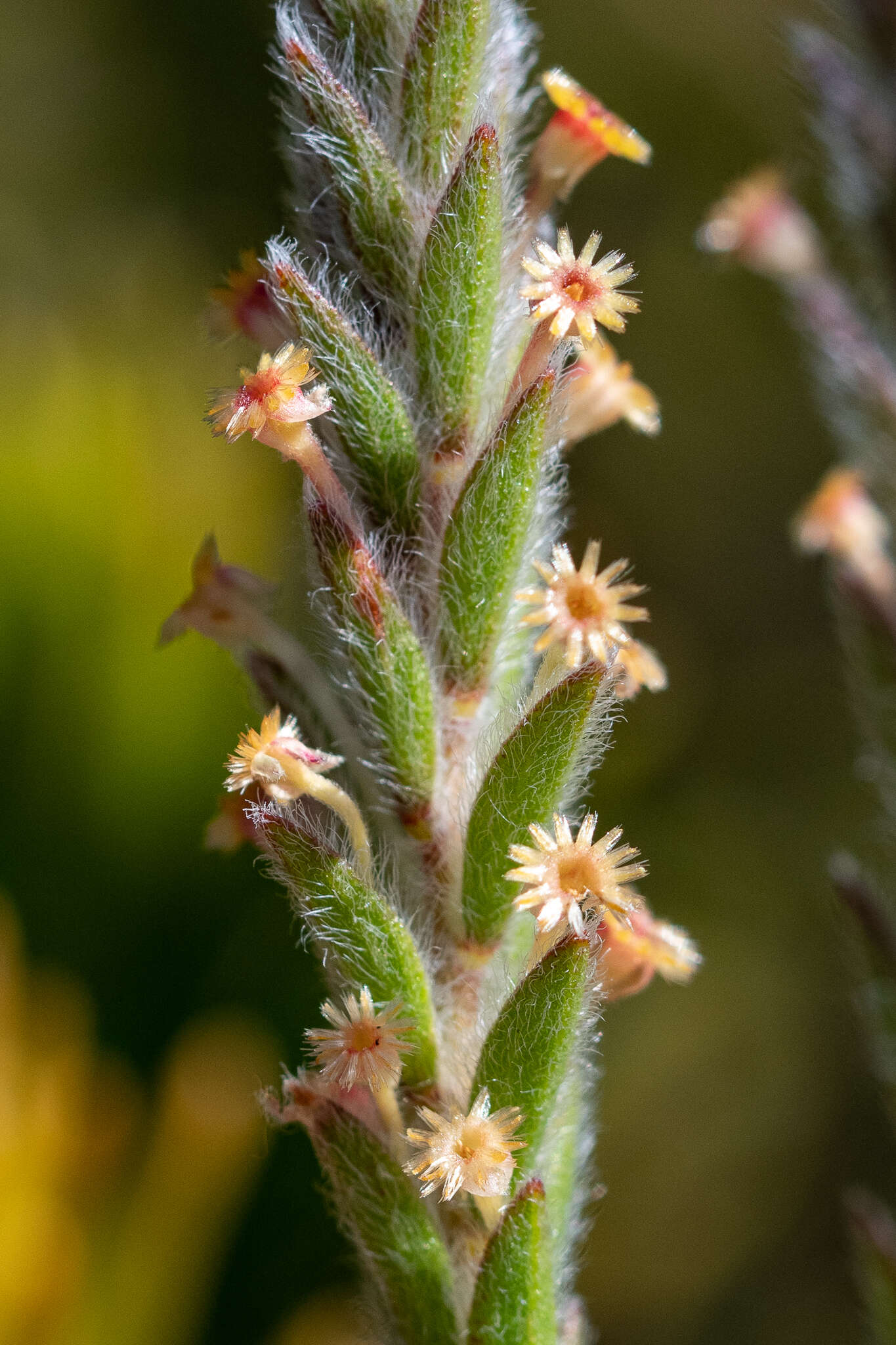 Image of Struthiola tomentosa Andr.