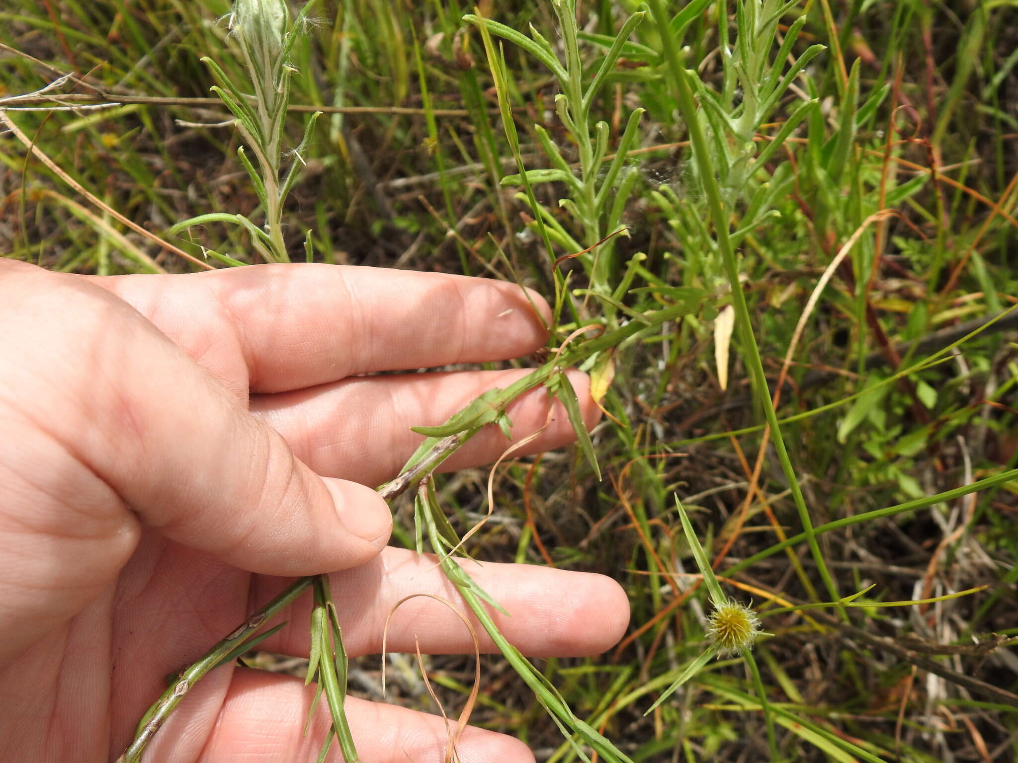 صورة Wahlenbergia undulata (L. fil.) A. DC.