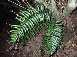 Image of Asplenium wrightii Eaton ex Hook.