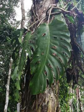 Image of Monstera dubia (Kunth) Engl. & K. Krause