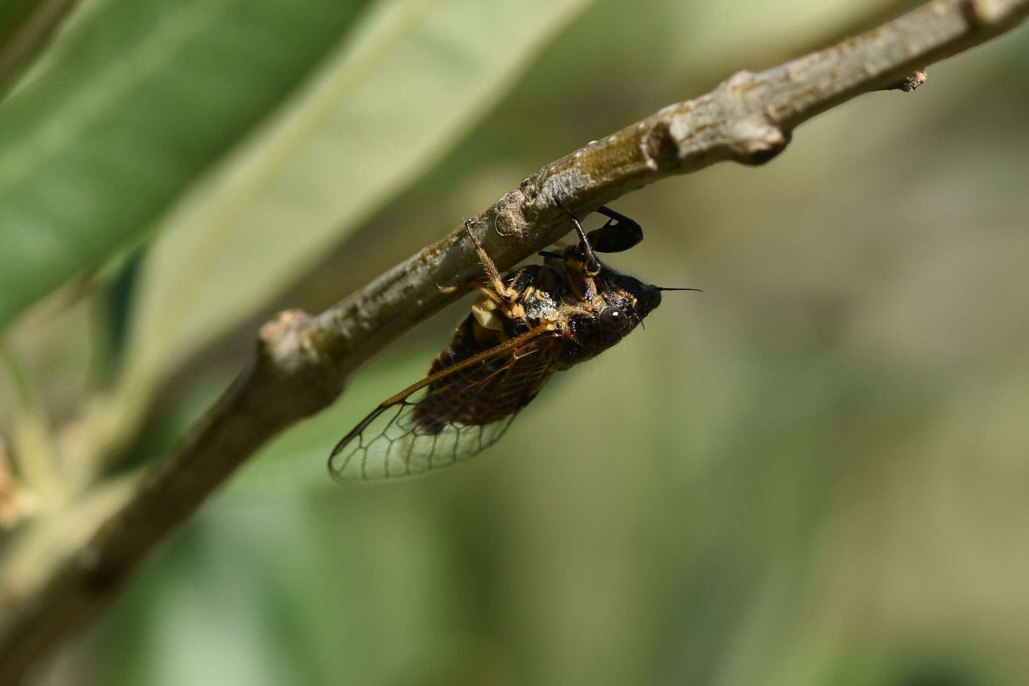 Sivun Oligoglena tibialis (Panzer 1798) kuva