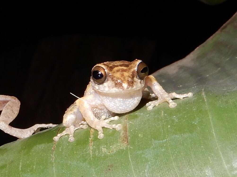 Image of Anil's Bush Frog