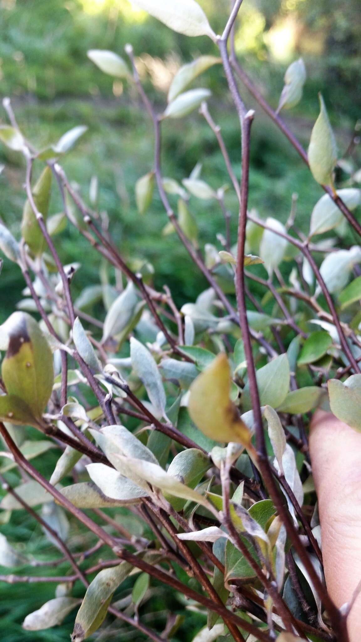 Image of Fragrant tree daisy