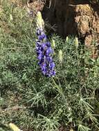 Image of spider lupine