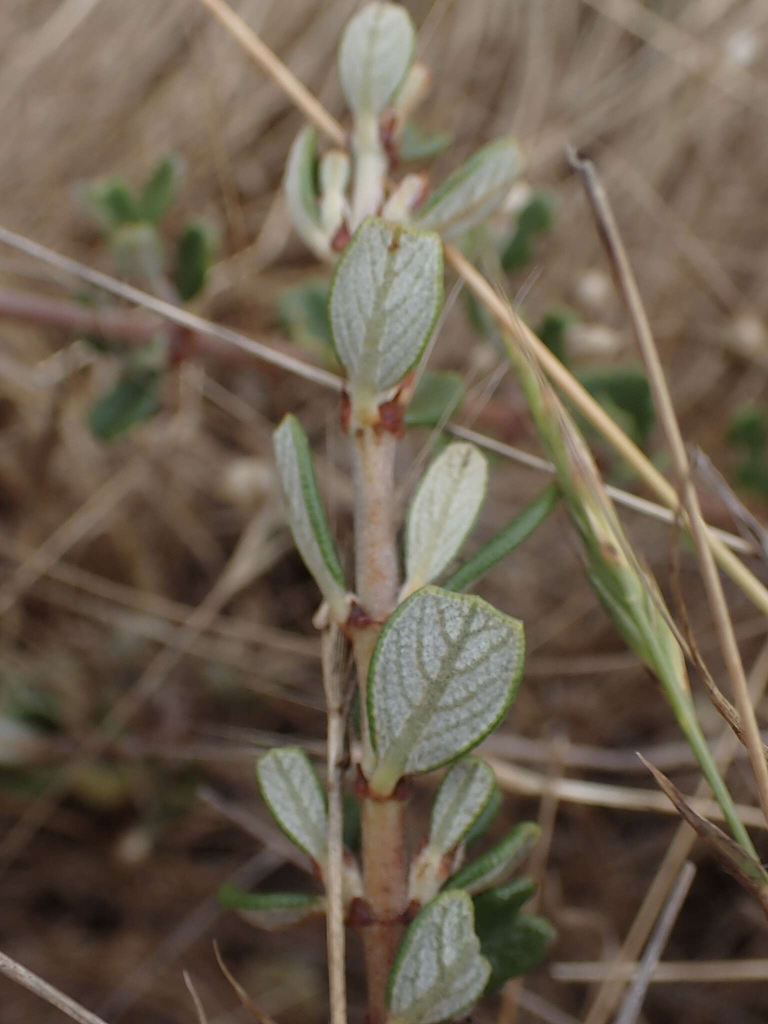 Image of maritime ceanothus