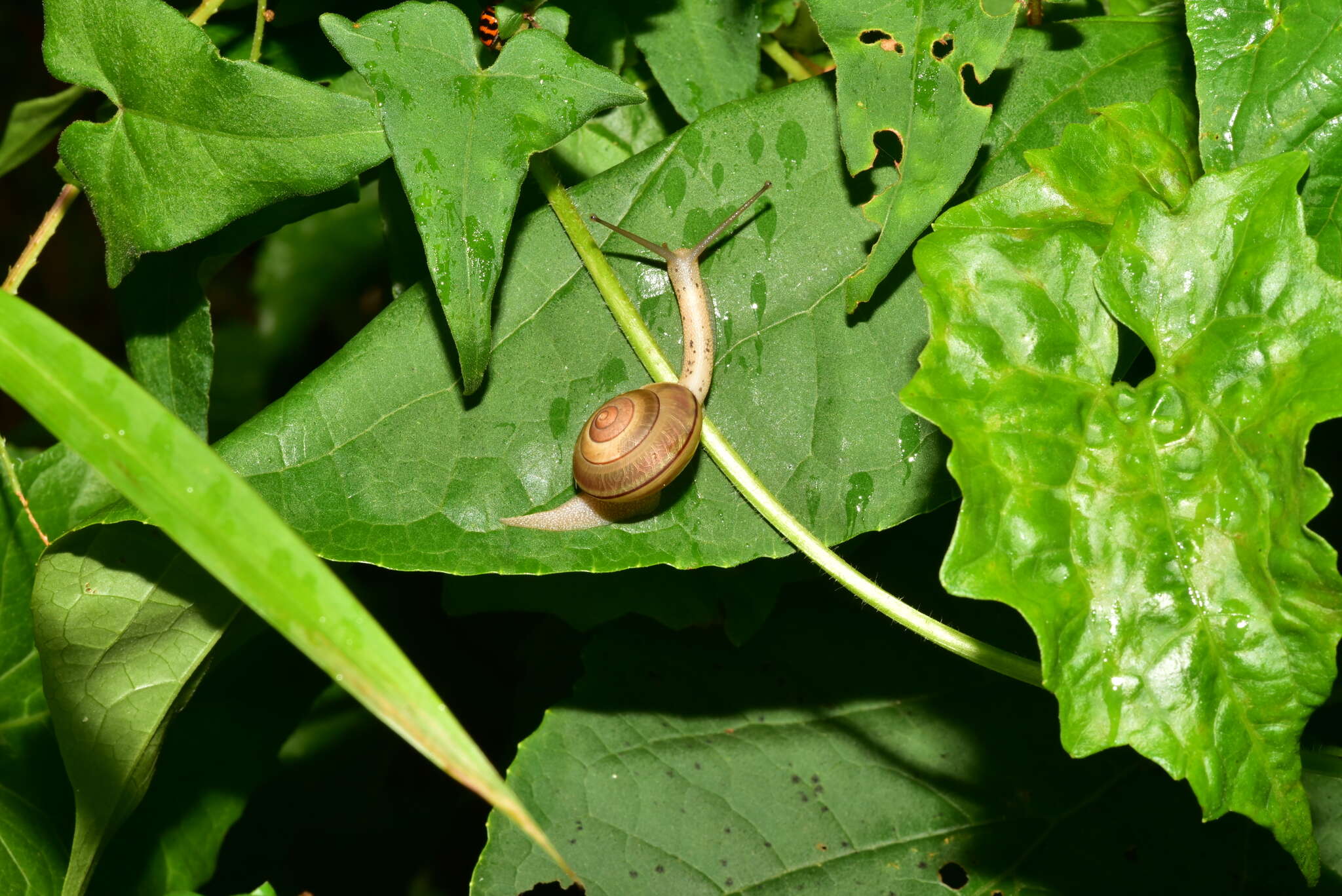 Image of Satsuma wenshini S.-P. Wu & C-L. Tsai 2014