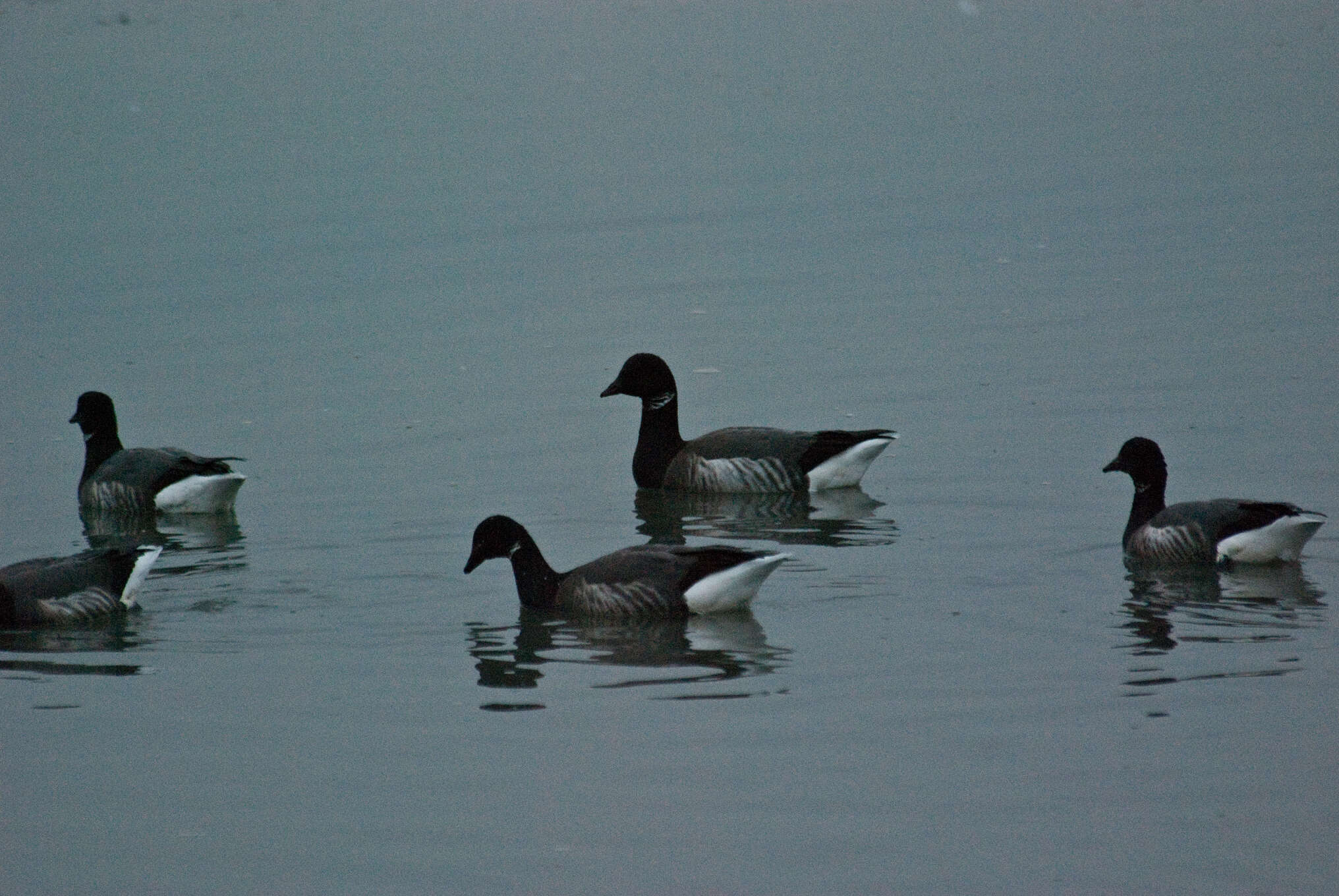 صورة Branta bernicla bernicla (Linnaeus 1758)