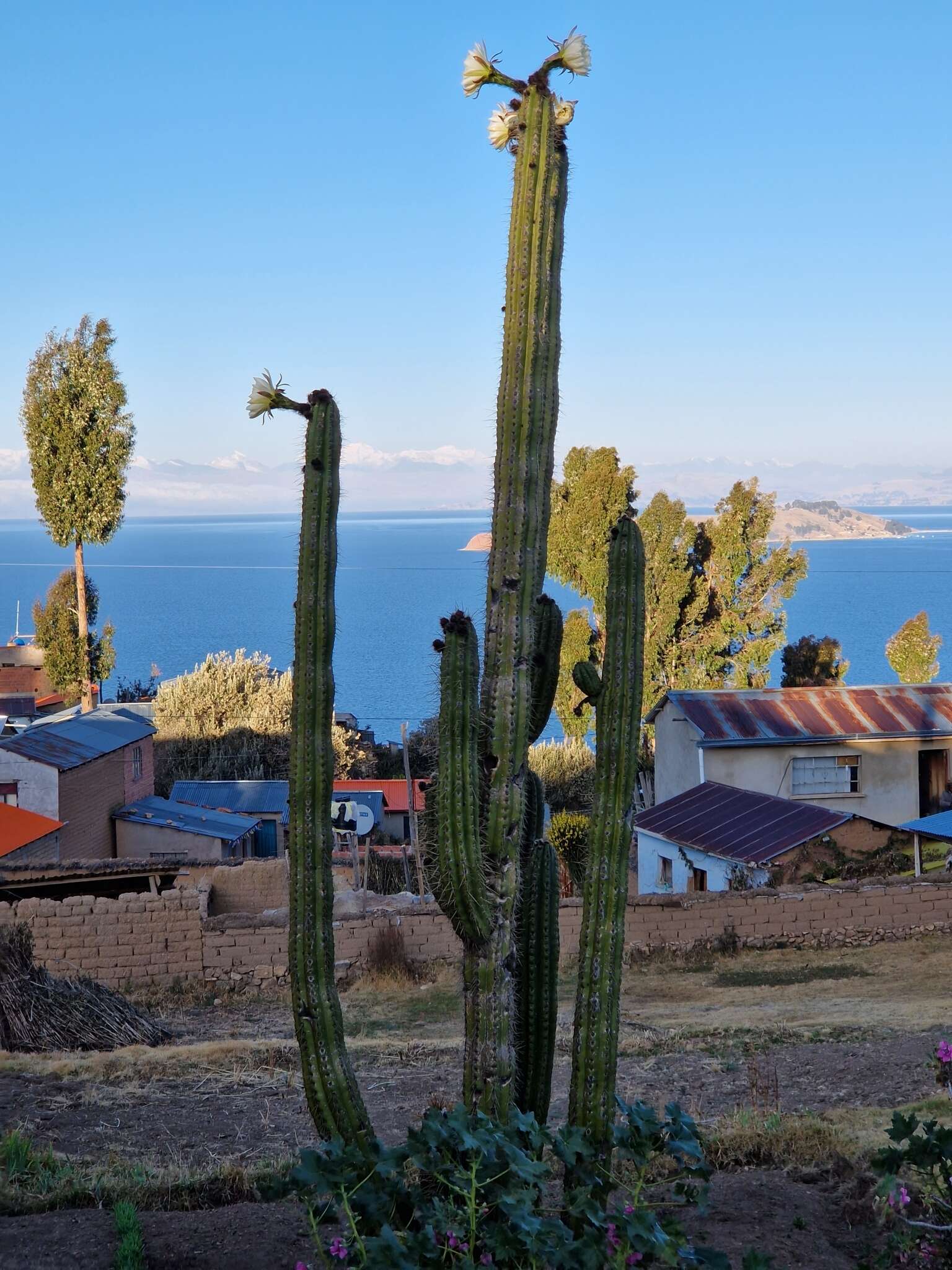 Image de Trichocereus macrogonus var. pachanoi