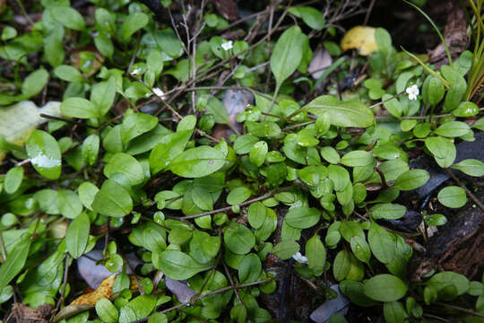 Myosotis tenericaulis Petrie. resmi