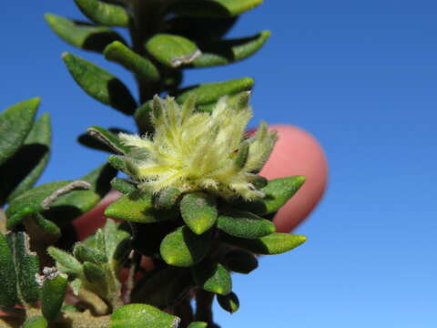 Image of Phylica dioica L.