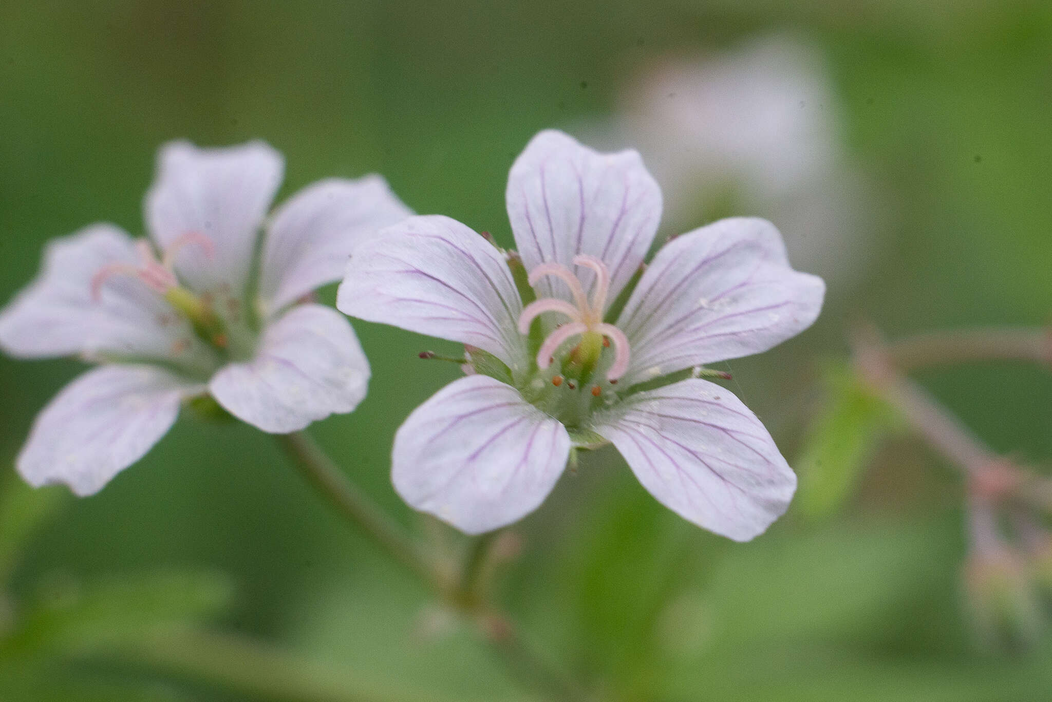 Image of Geranium pseudosibiricum J. Mayer