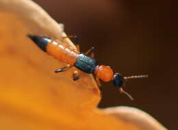 Image of Paederus (Paederus) riparius (Linnaeus 1758)