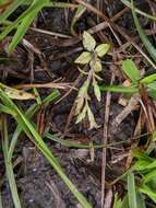 Image de Gentiana yokusai Burkill