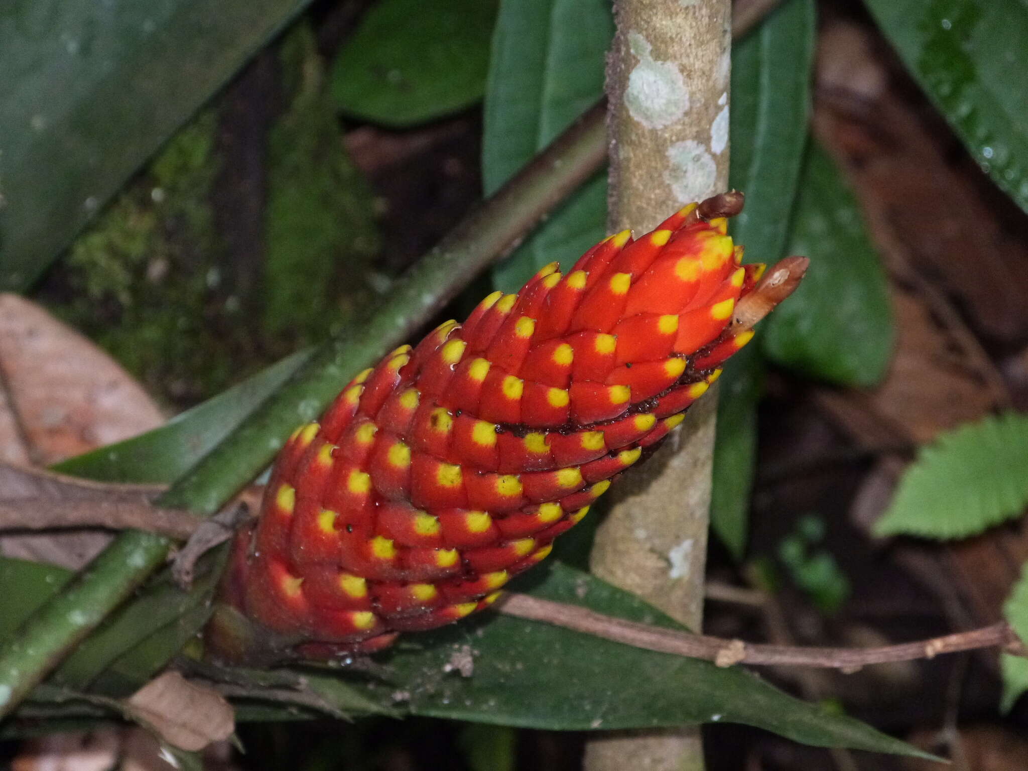 Image of Guzmania conifera (André) André ex Mez