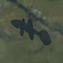 Image of Paddlefish cardinalfish