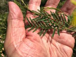 Image of Acacia loroloba Tindale