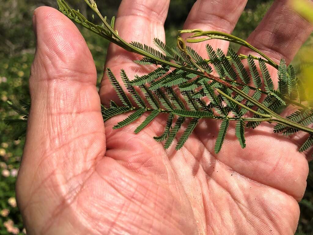 Image of Acacia loroloba Tindale