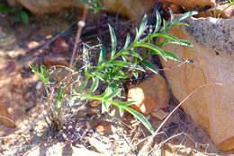 Image of Pelargonium fasciculaceum E. M. Marais