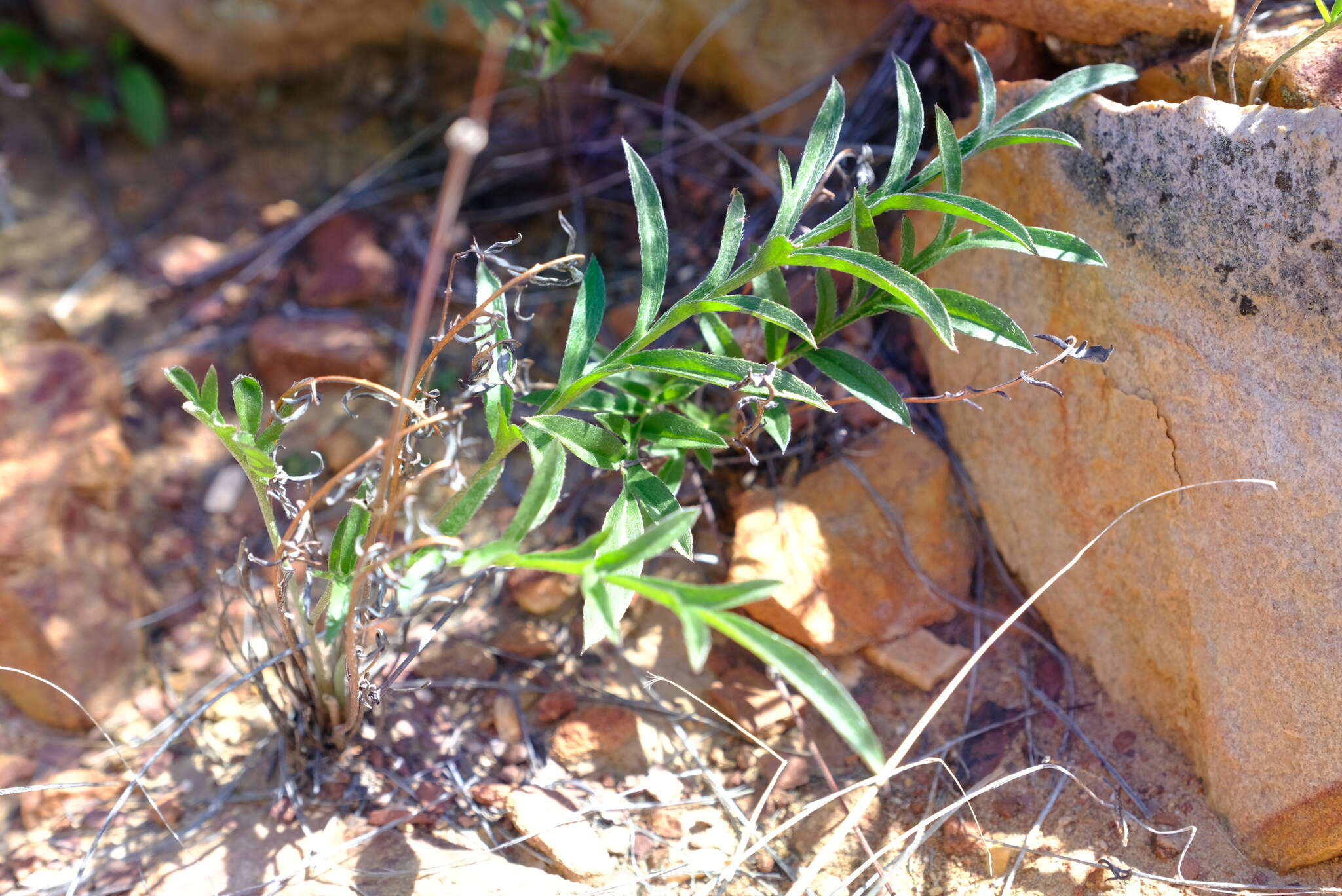 Image of Pelargonium fasciculaceum E. M. Marais