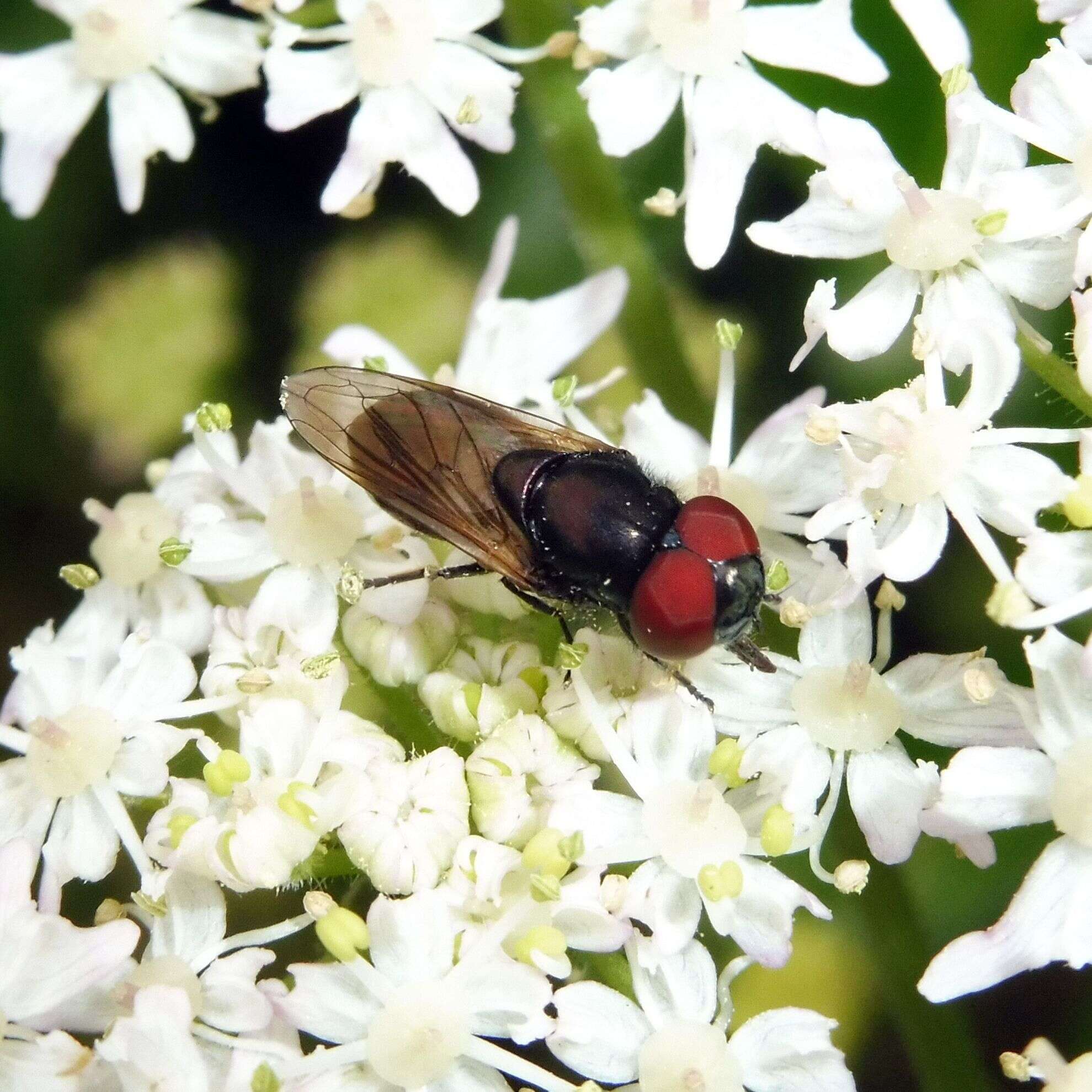 Слика од Chrysogaster cemiteriorum (Linnaeus 1758)