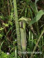 Image of Arisaema consanguineum Schott