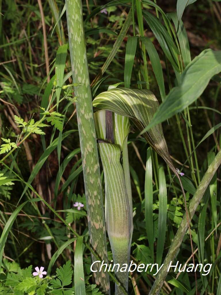 Image of Arisaema consanguineum Schott