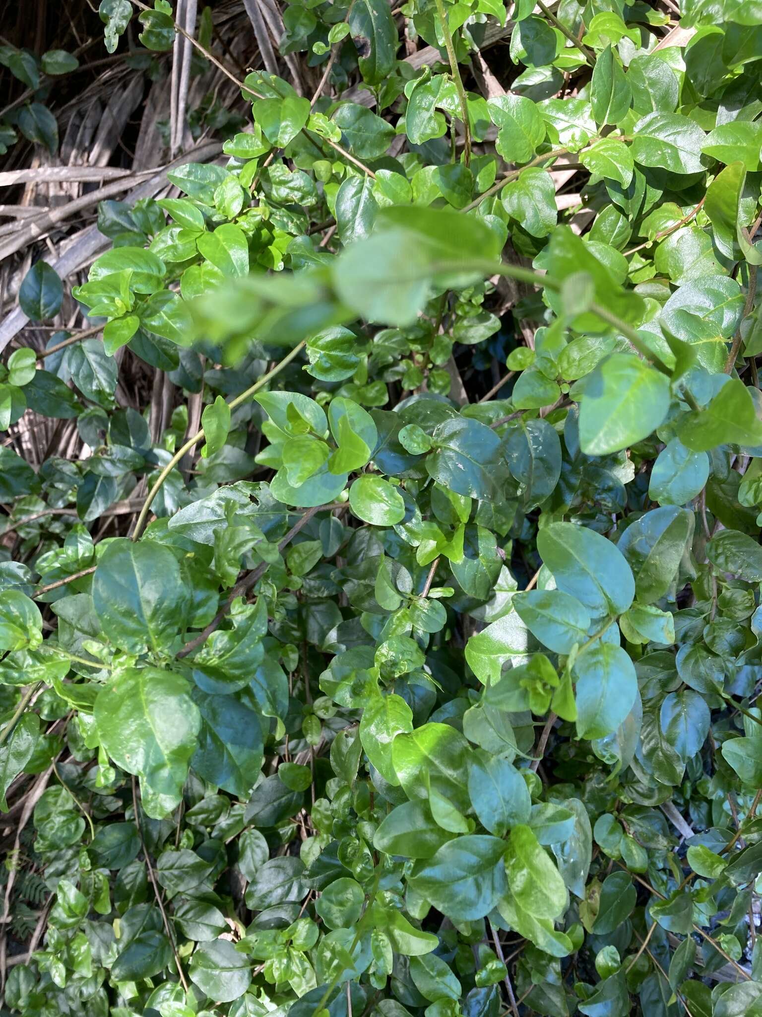 Image of wild lime