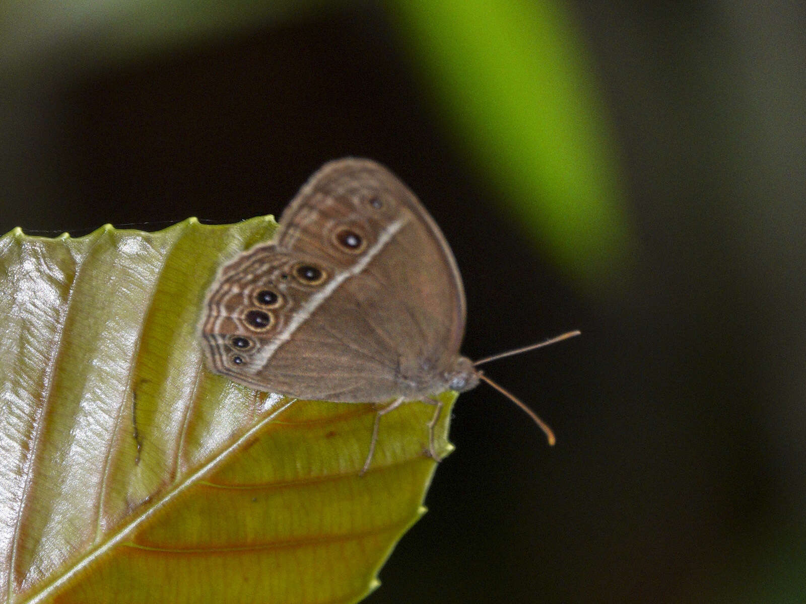 Imagem de Mycalesis mineus Linnaeus 1858