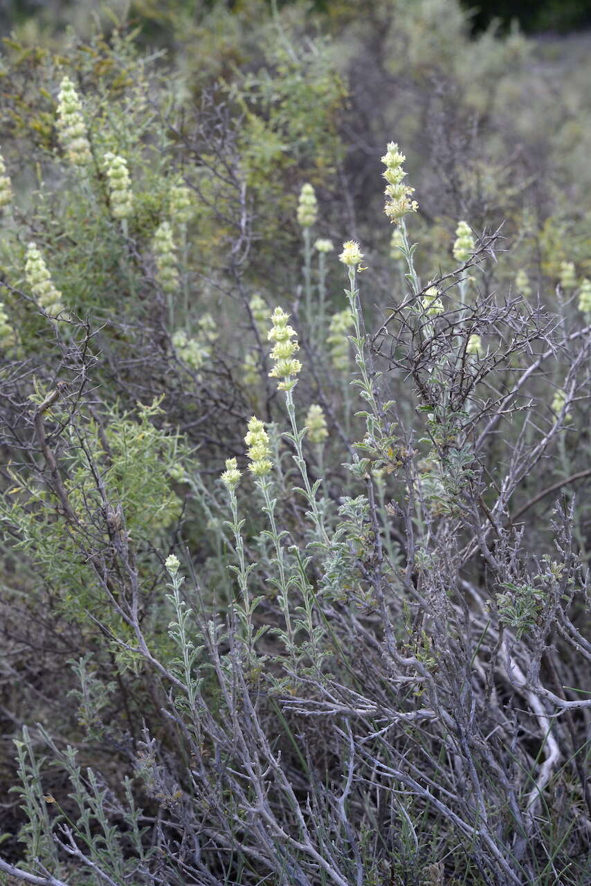 Image de Sideritis fruticulosa Pourr.