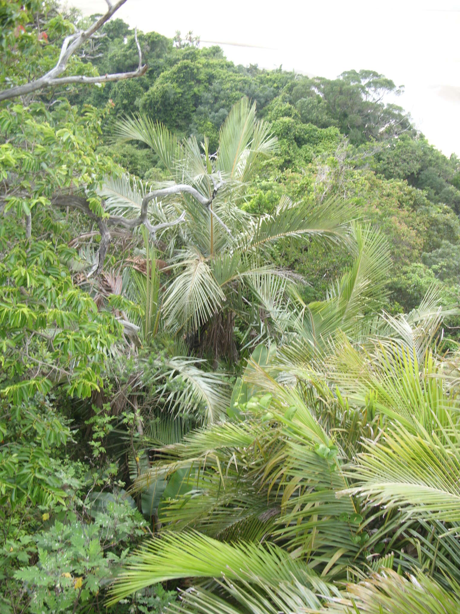 Image de Jubaeopsis caffra Becc.