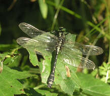 صورة <i>Shaogomphus postocularis epophthalmus</i> Selys 1872