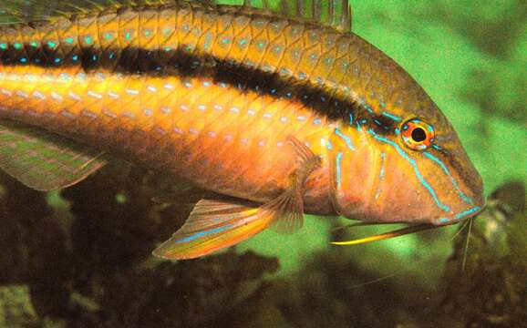 Image of Black-striped goatfish