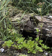 Image of Hulten's licorice-root