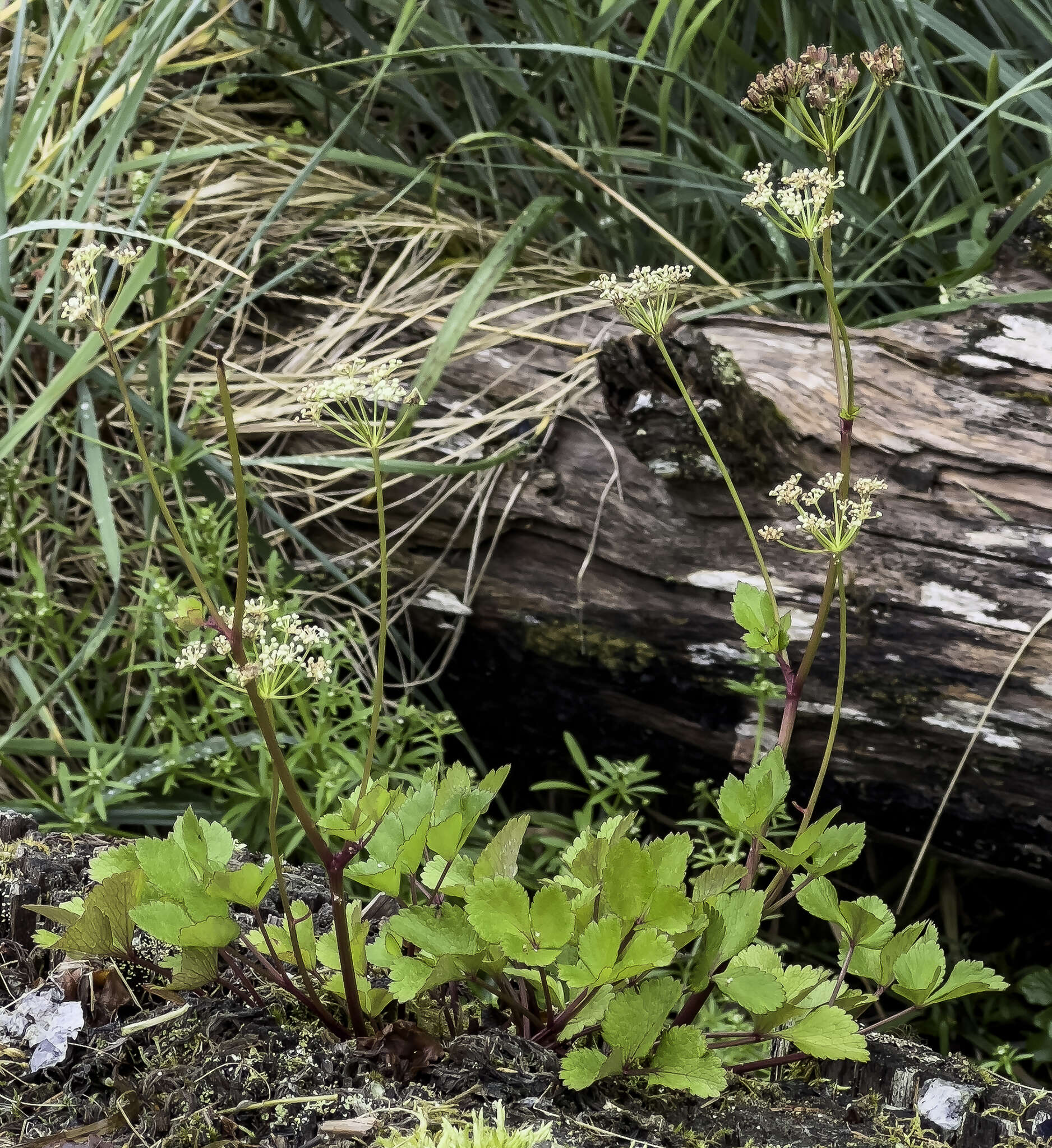 Ligusticum scoticum subsp. hultenii (Fern.) Calder & Roy L. Taylor resmi