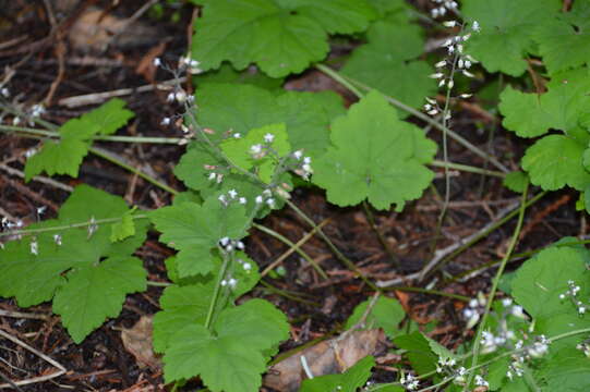 Image of oneleaf foamflower