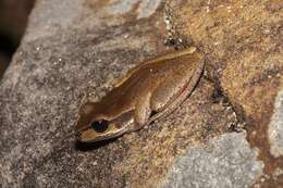 Image of Blue Mountains Tree Frog