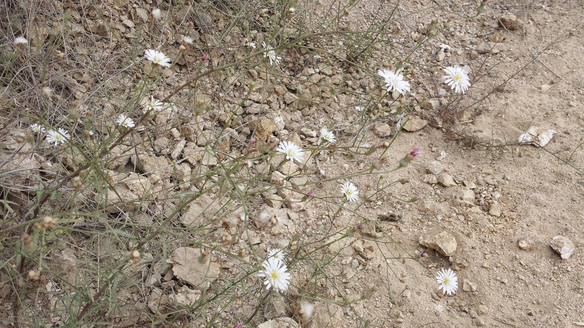 Imagem de Malacothrix saxatilis (Nutt.) Torr. & A. Gray